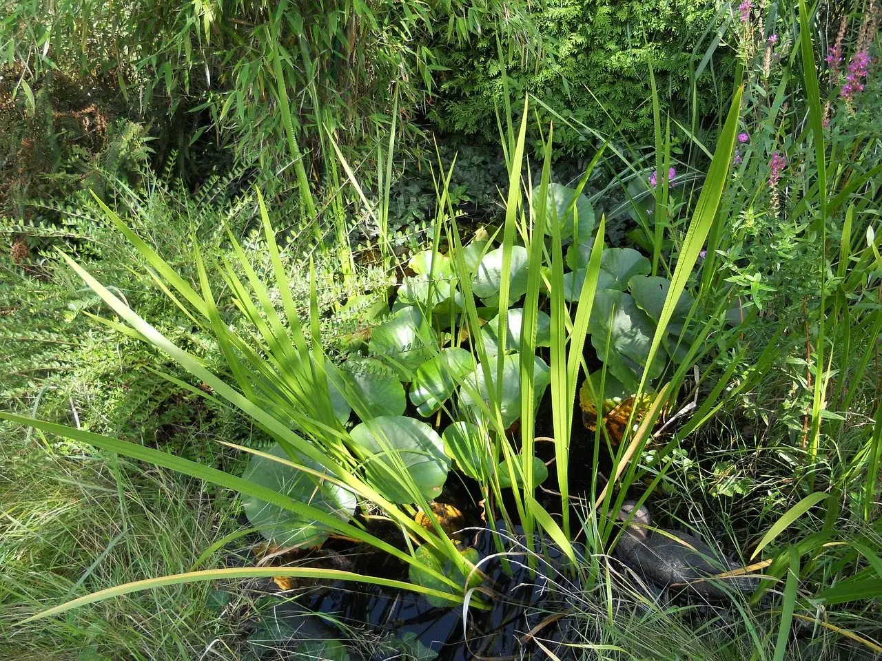 Backyard pond water plants
