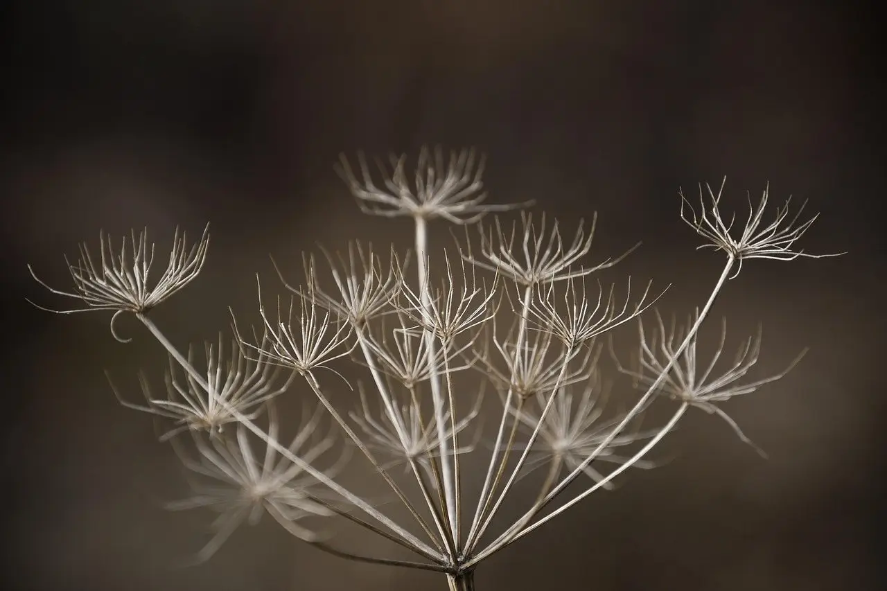 The dried skeleton of an umbellifer seedhead against a dark background