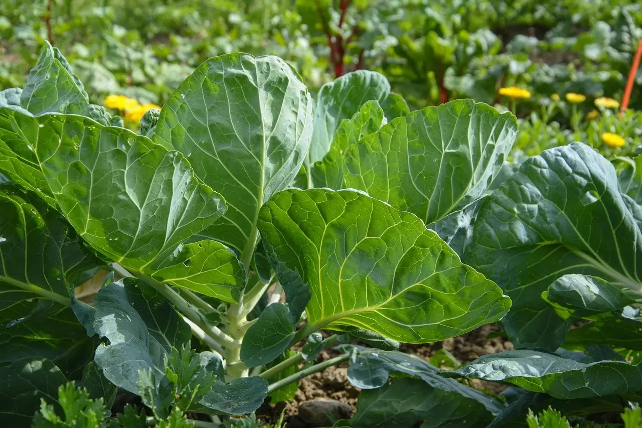 Broad-leaved cabbages growing in a vegetable bed with marigolds behind
