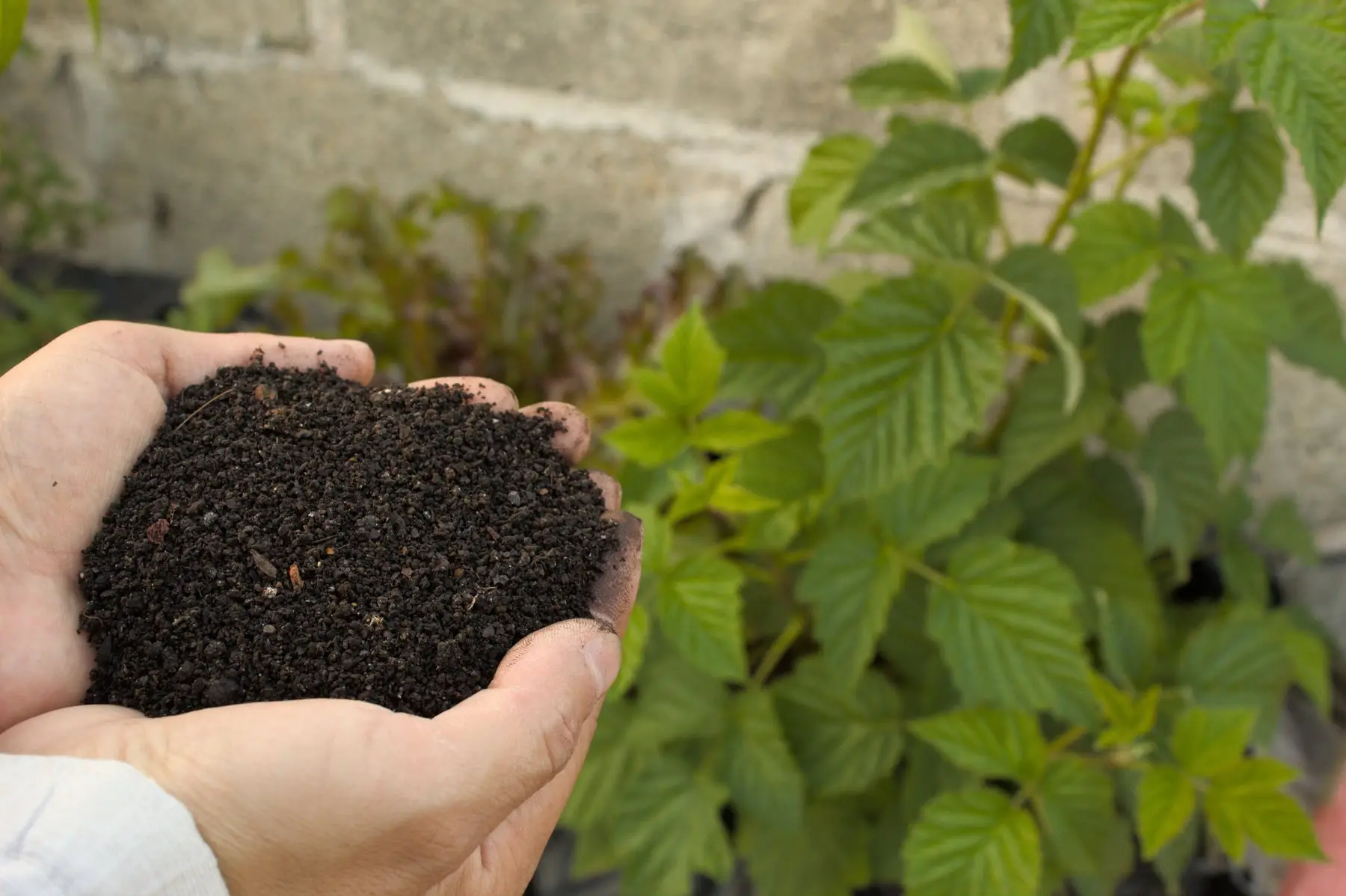 A cupped hand holding a fistful of dark crumbly growing medium beside potted raspberry canes