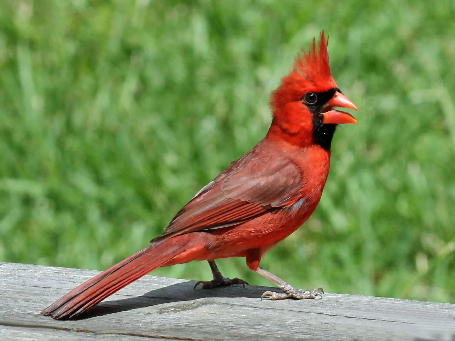 A male northern cardinal singing on a wooden rail, crest raised