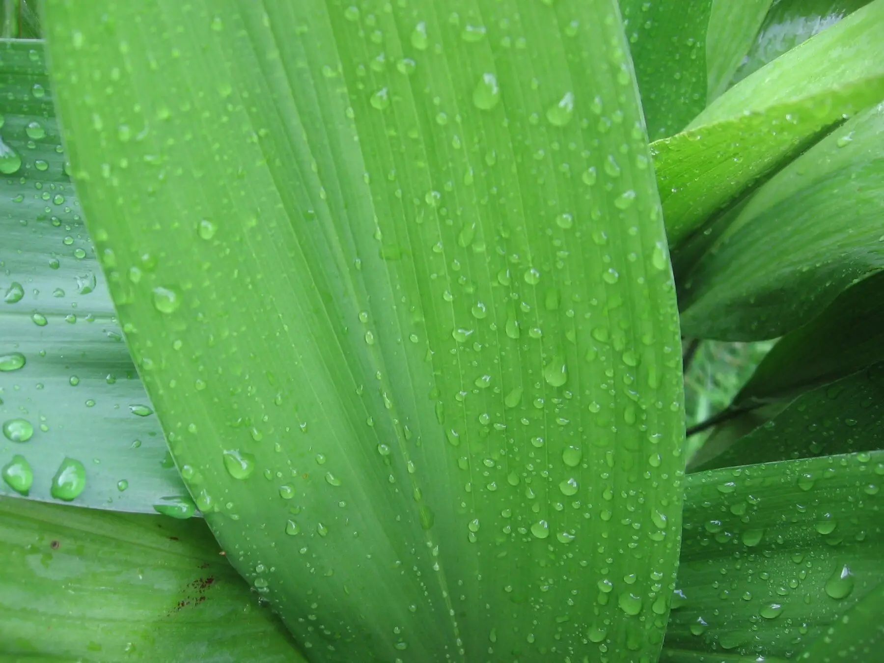 Broad ribbed dark green aspidistra leaves beaded with water droplets