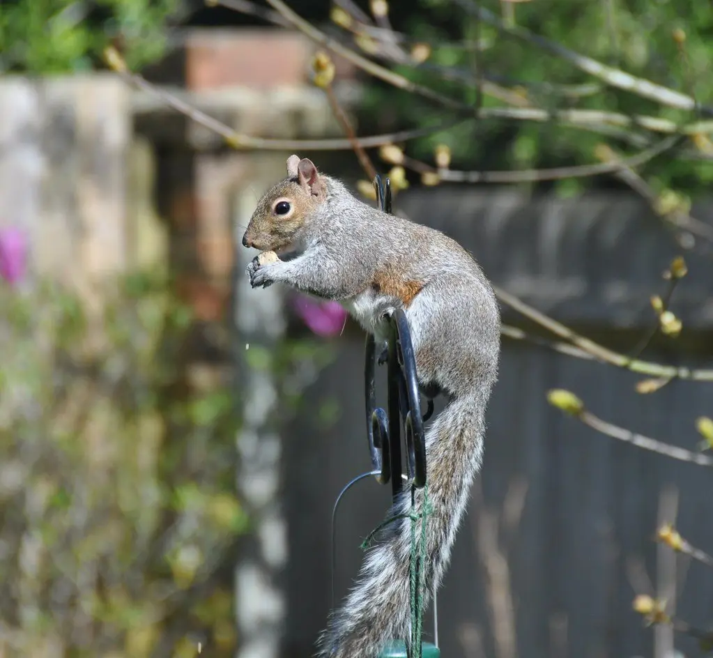 A grey squirrel hanging upside down from a hook to reach a bird feeder