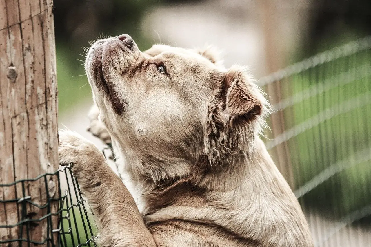 A large pale dog leaning against a wire mesh garden fence, looking upward