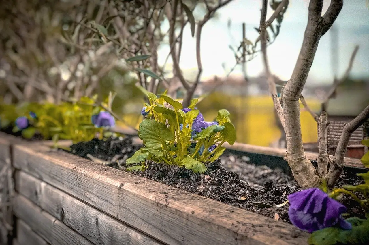 A rough timber planter box filled with soil and planted with pansies, photographed along its edge