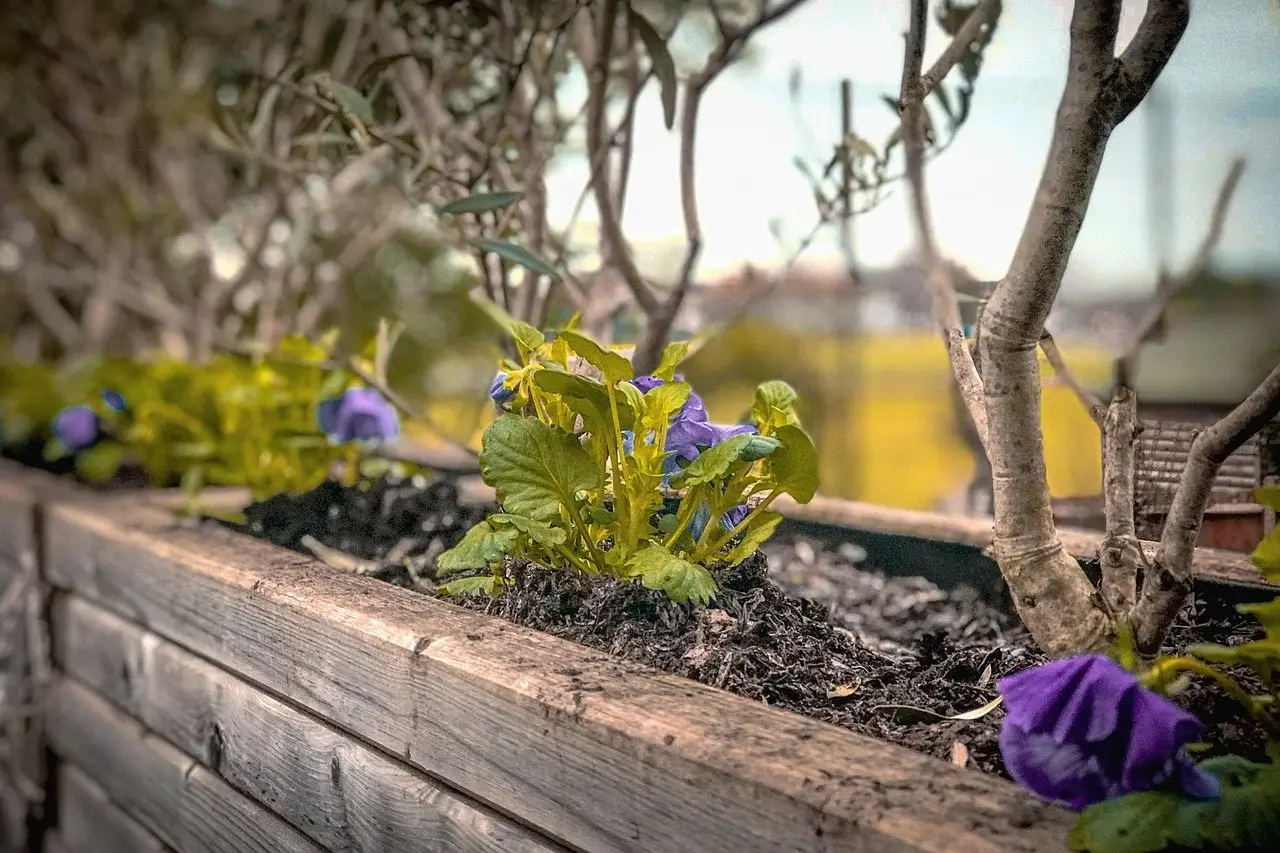 A rough timber planter box filled with soil and planted with pansies, photographed along its edge