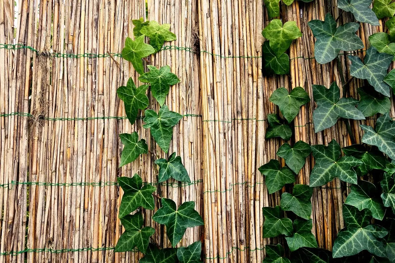 Reed screening wired to a fence with ivy climbing through it, forming a solid screen