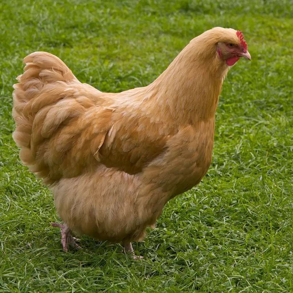 A buff Orpington hen standing on grass