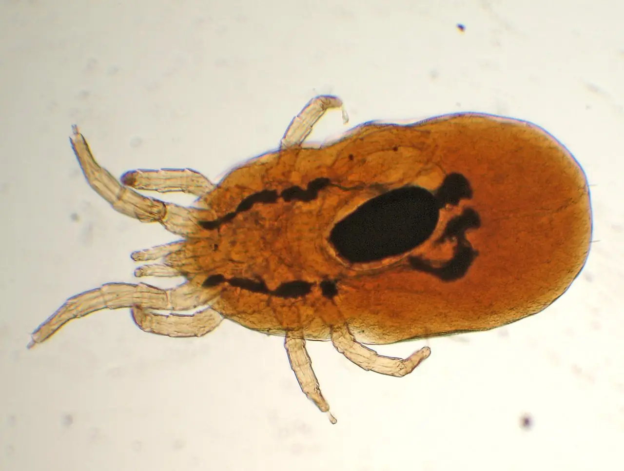 A poultry red mite, Dermanyssus gallinae, seen under a microscope