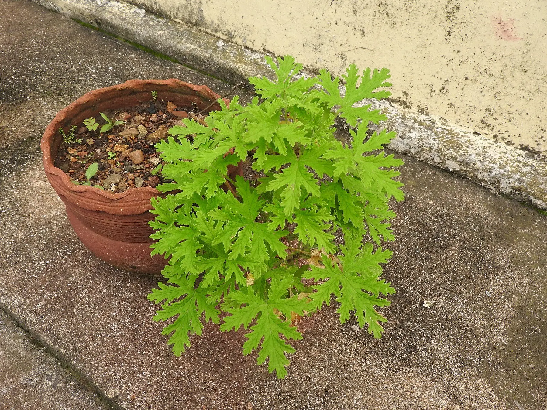 A citronella scented geranium in a terracotta pot on a patio, showing deeply cut lacy foliage