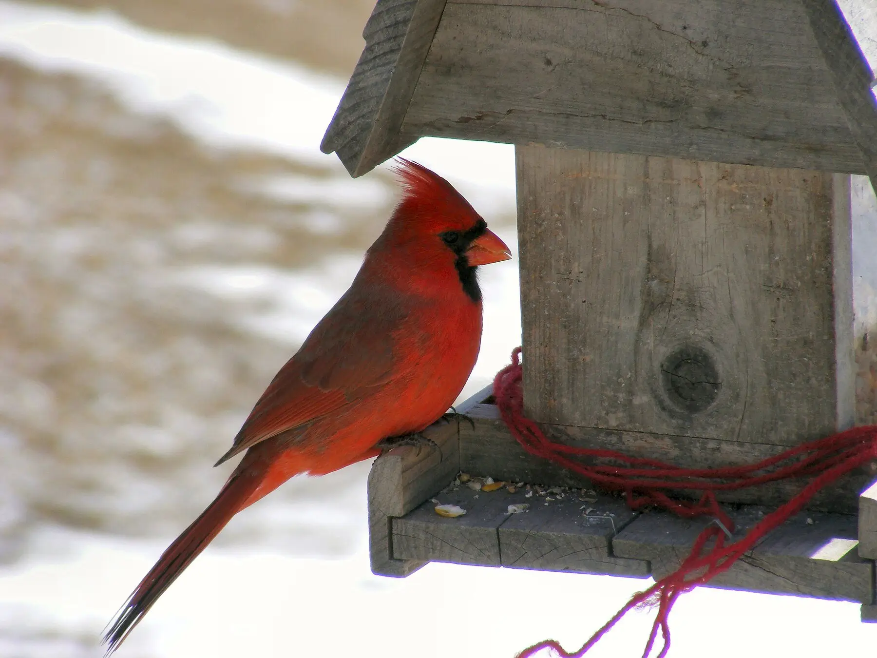 A male northern cardinal perched on a wooden feeder against snow