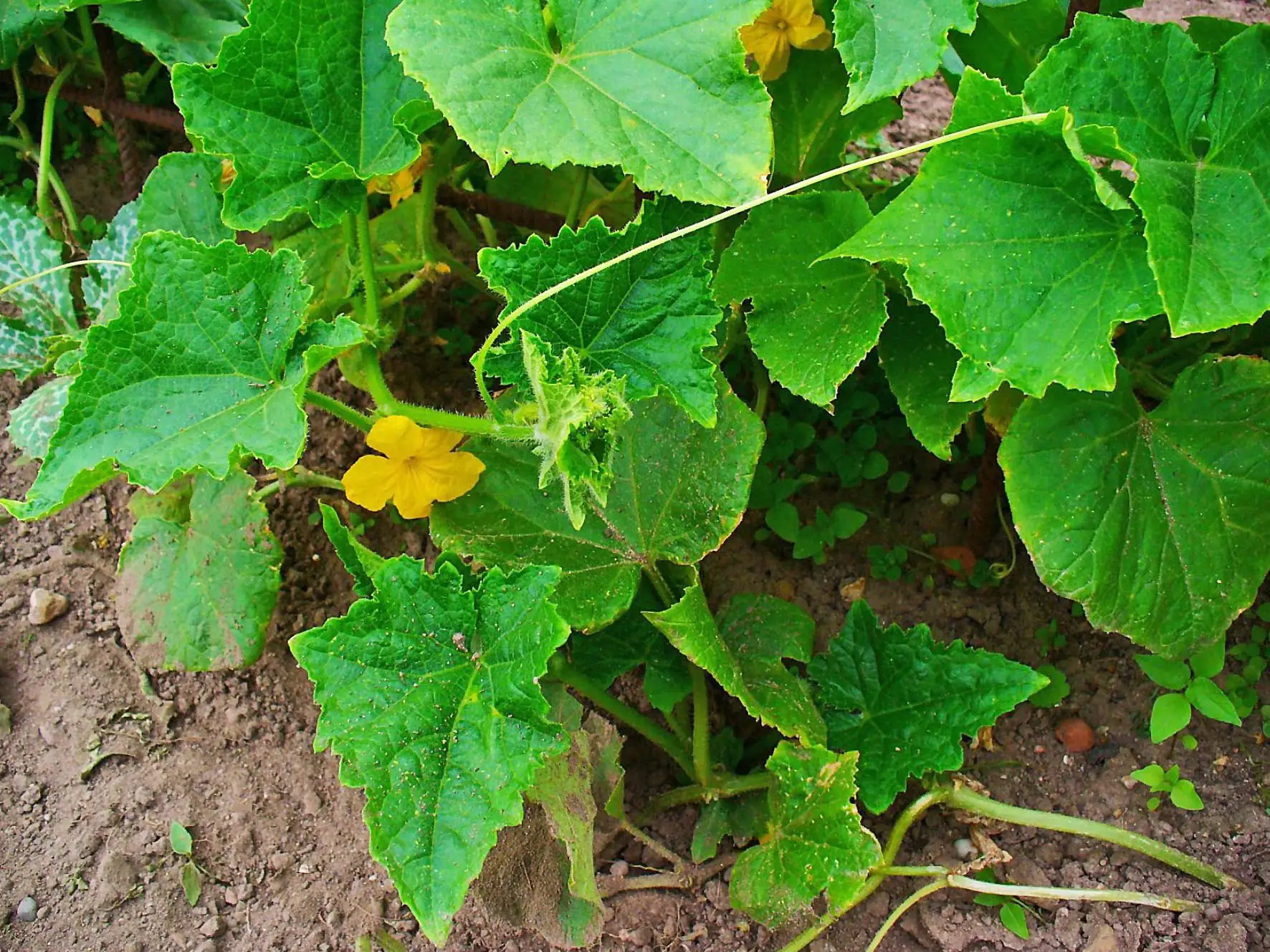 A cucumber plant in flower spreading across a garden bed