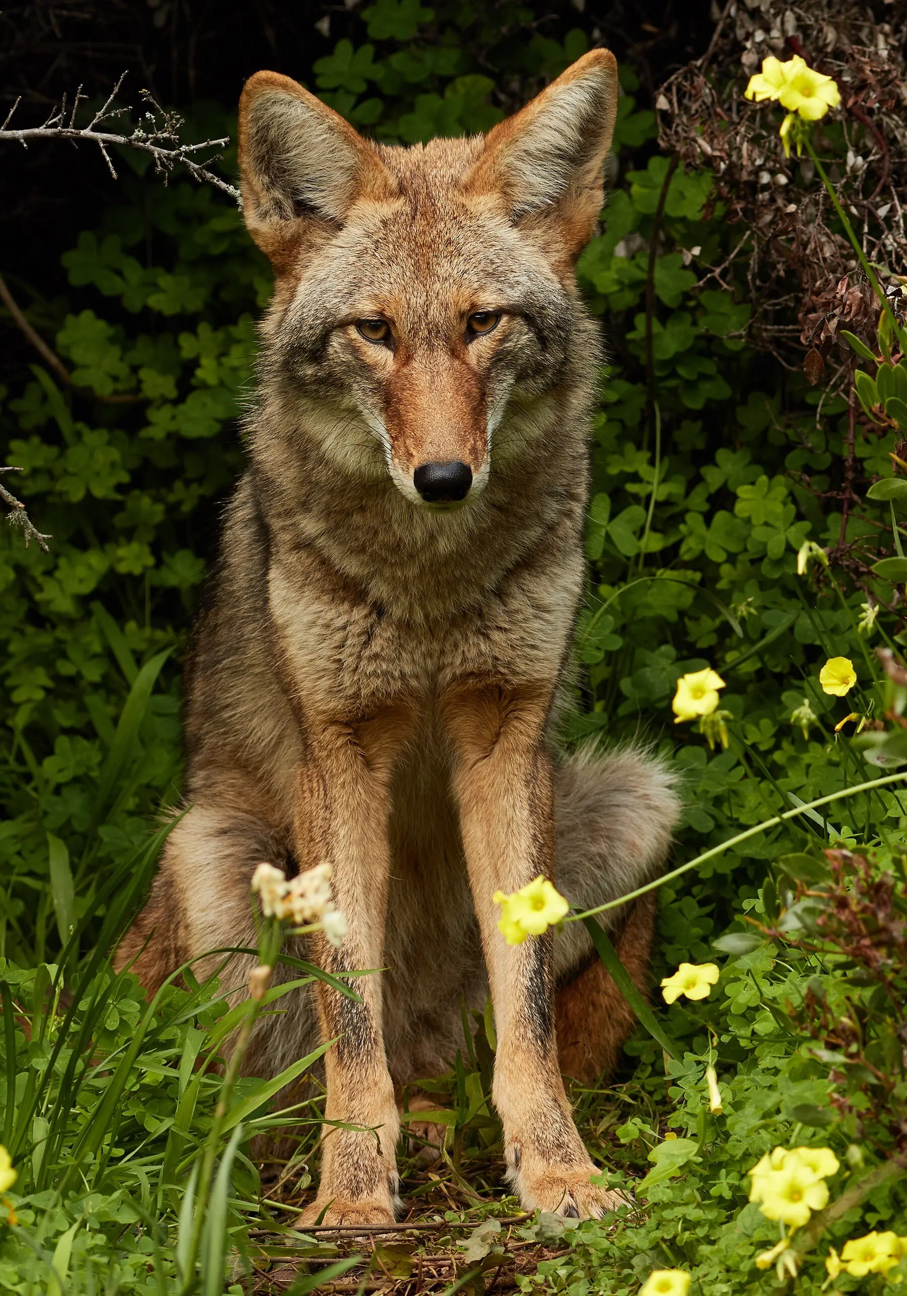 An urban coyote sitting among green undergrowth and yellow oxalis flowers