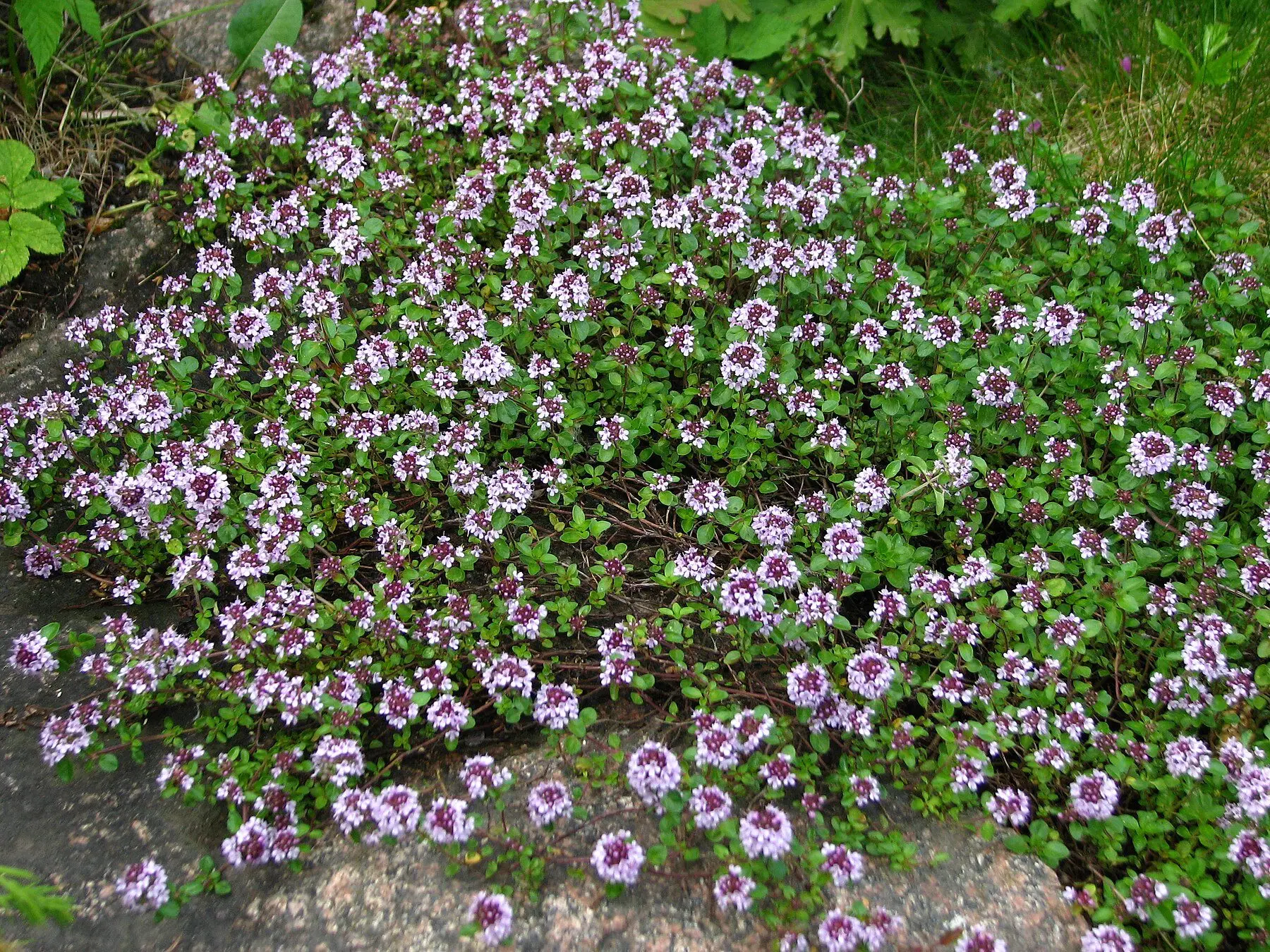 A dense mat of creeping thyme in full pink-purple flower spilling over a stone edge