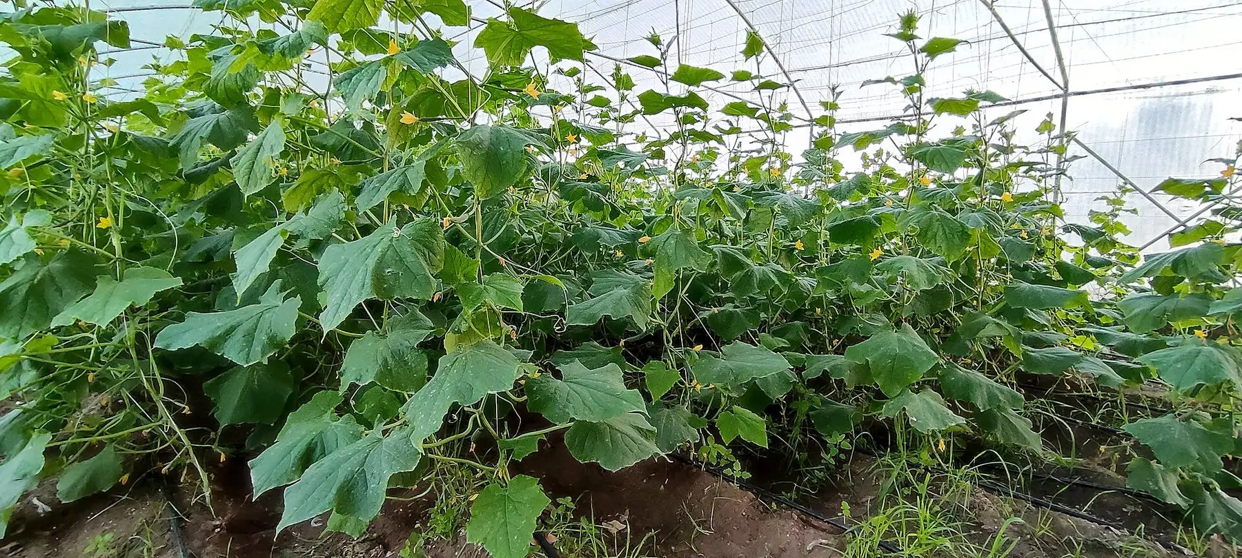 Cucumber plants trained upward on supports under cover