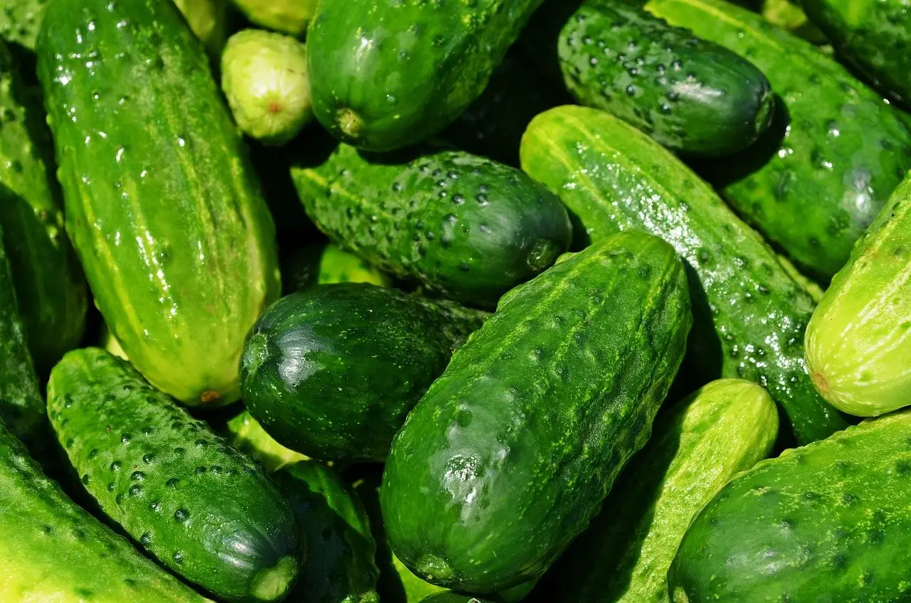A pile of cucumbers of mixed sizes and skin textures, from smooth dark to pale and bumpy