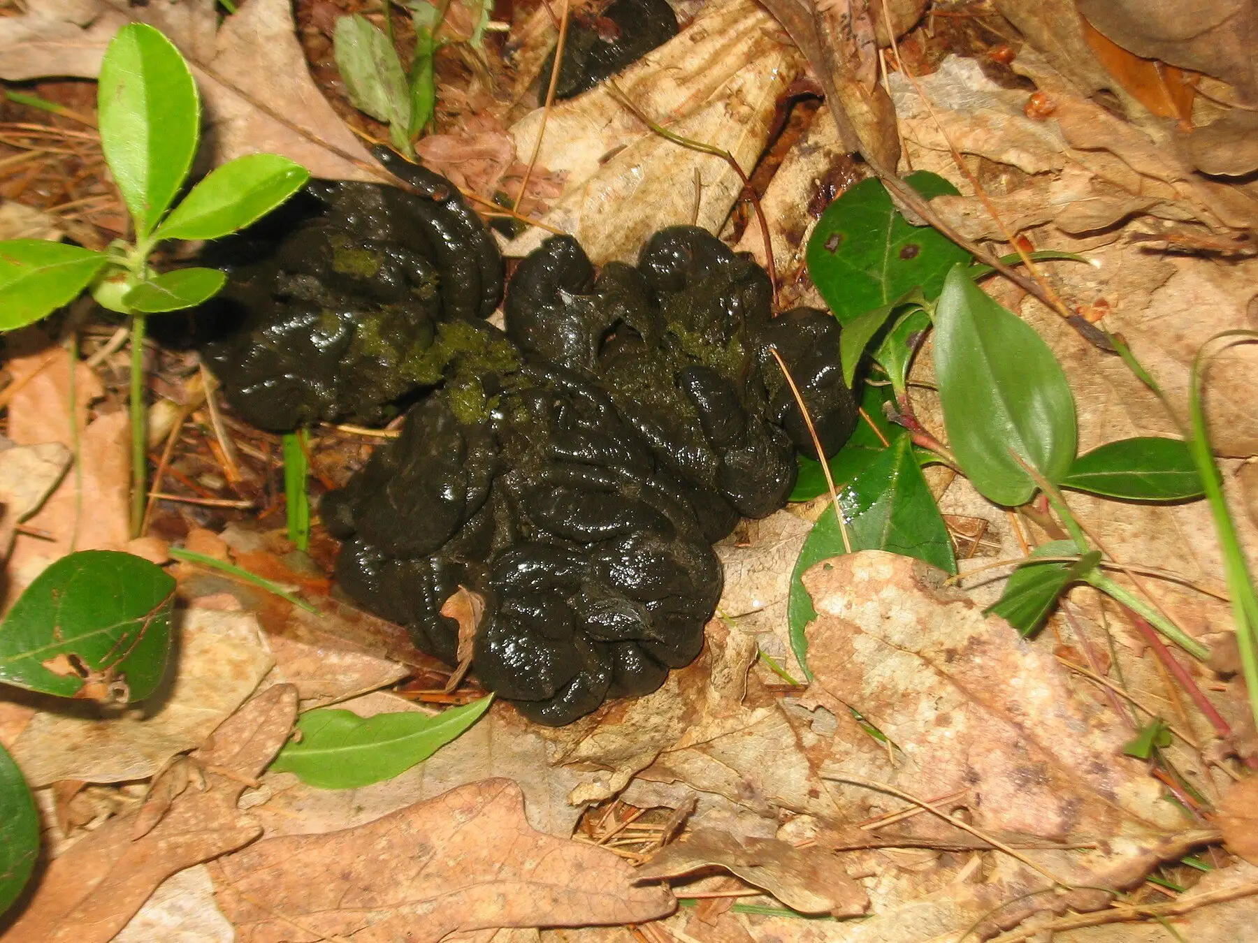 Dark deer droppings on leaf litter in the soft fused form they take on lush forage, rather than separate pellets
