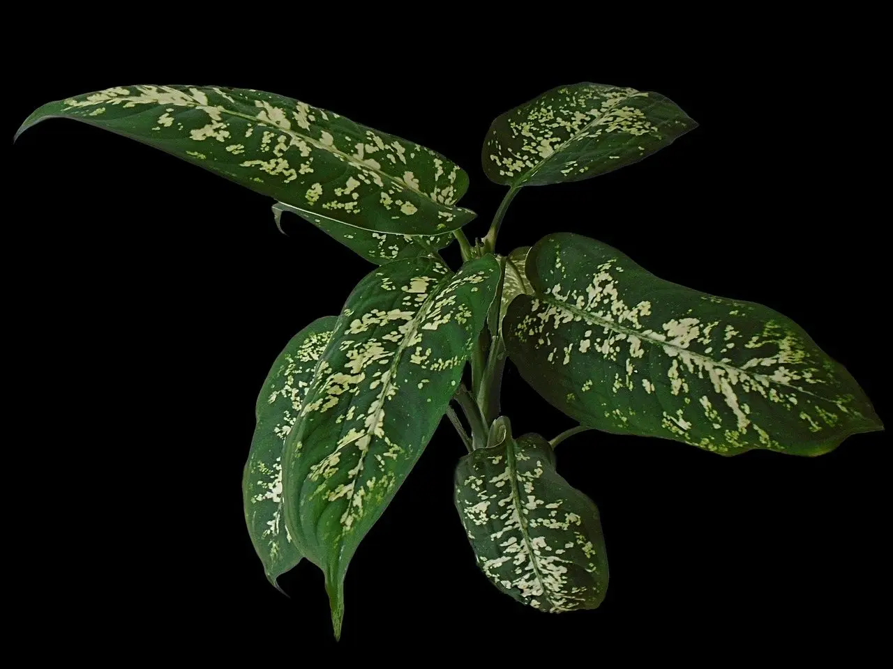 A dieffenbachia with cream-mottled green leaves against a black background