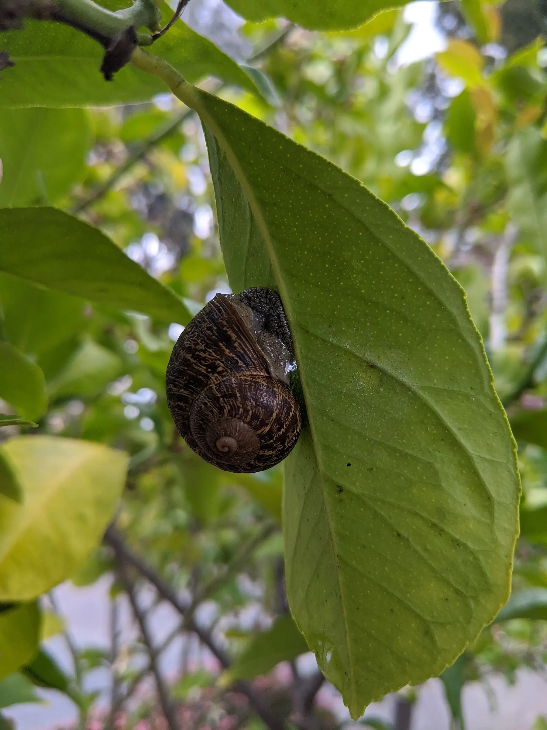A garden snail clinging to the edge of a citrus leaf, its coiled shell facing the camera