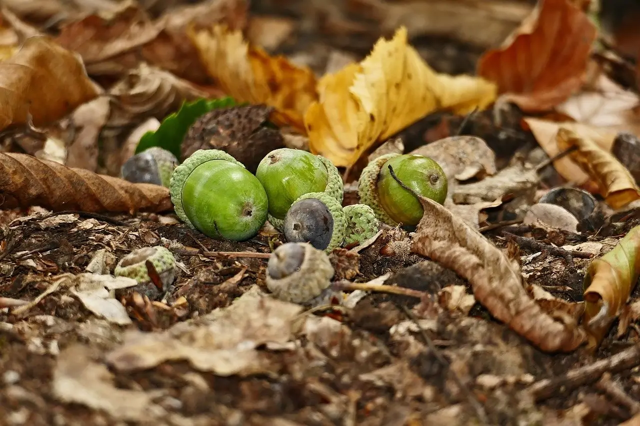 Green and brown acorns lying among fallen leaves on the ground