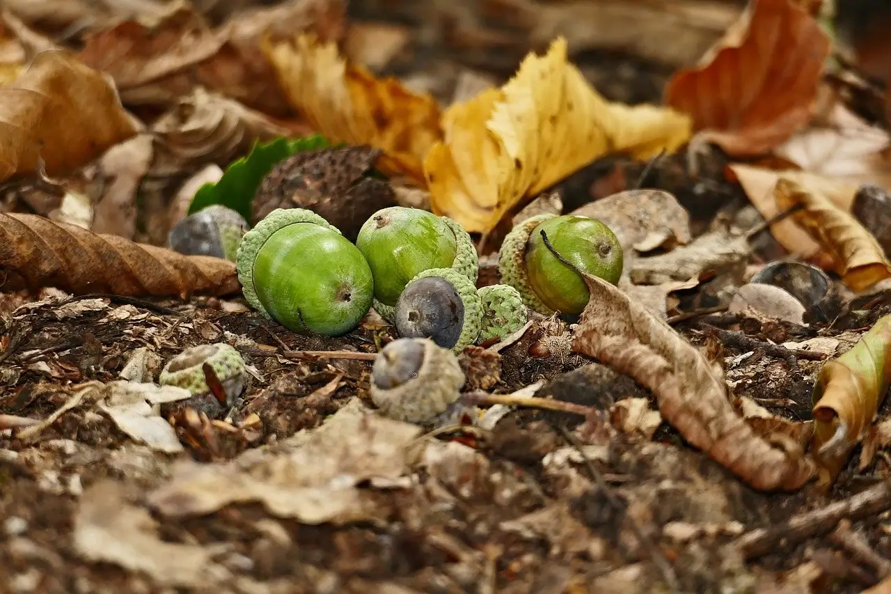 Green and brown acorns lying among fallen leaves on the ground