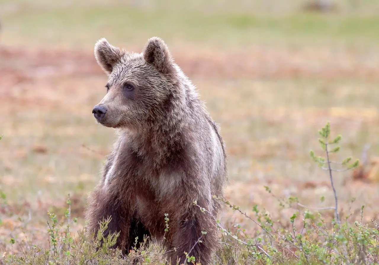 A young brown bear sitting upright in low scrub, looking to one side
