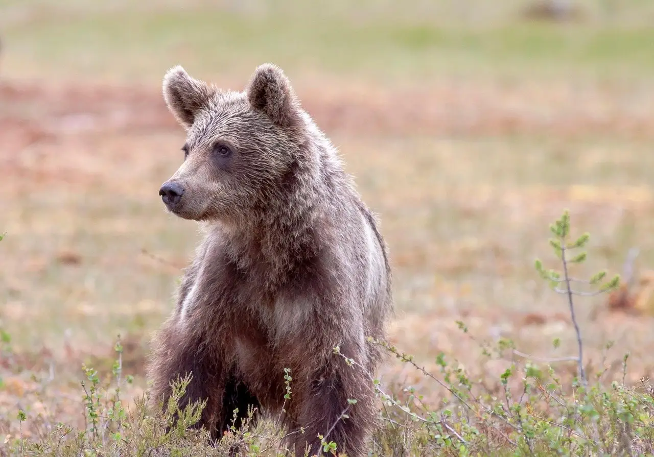 A young brown bear sitting upright in low scrub, looking to one side
