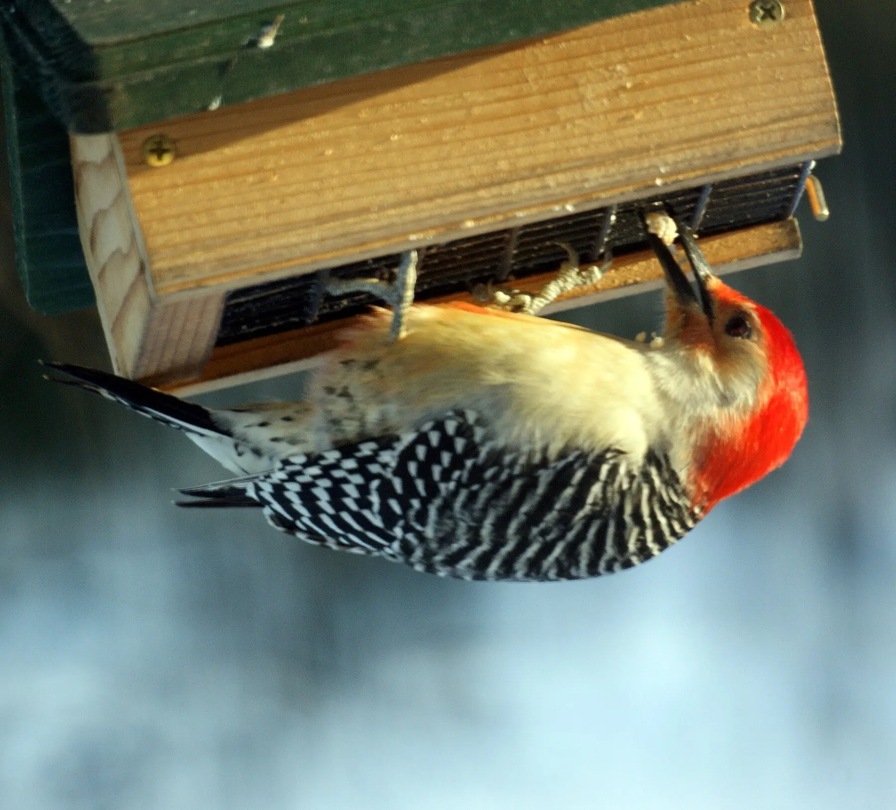 A red-bellied woodpecker feeding upside down from the underside of a suet feeder