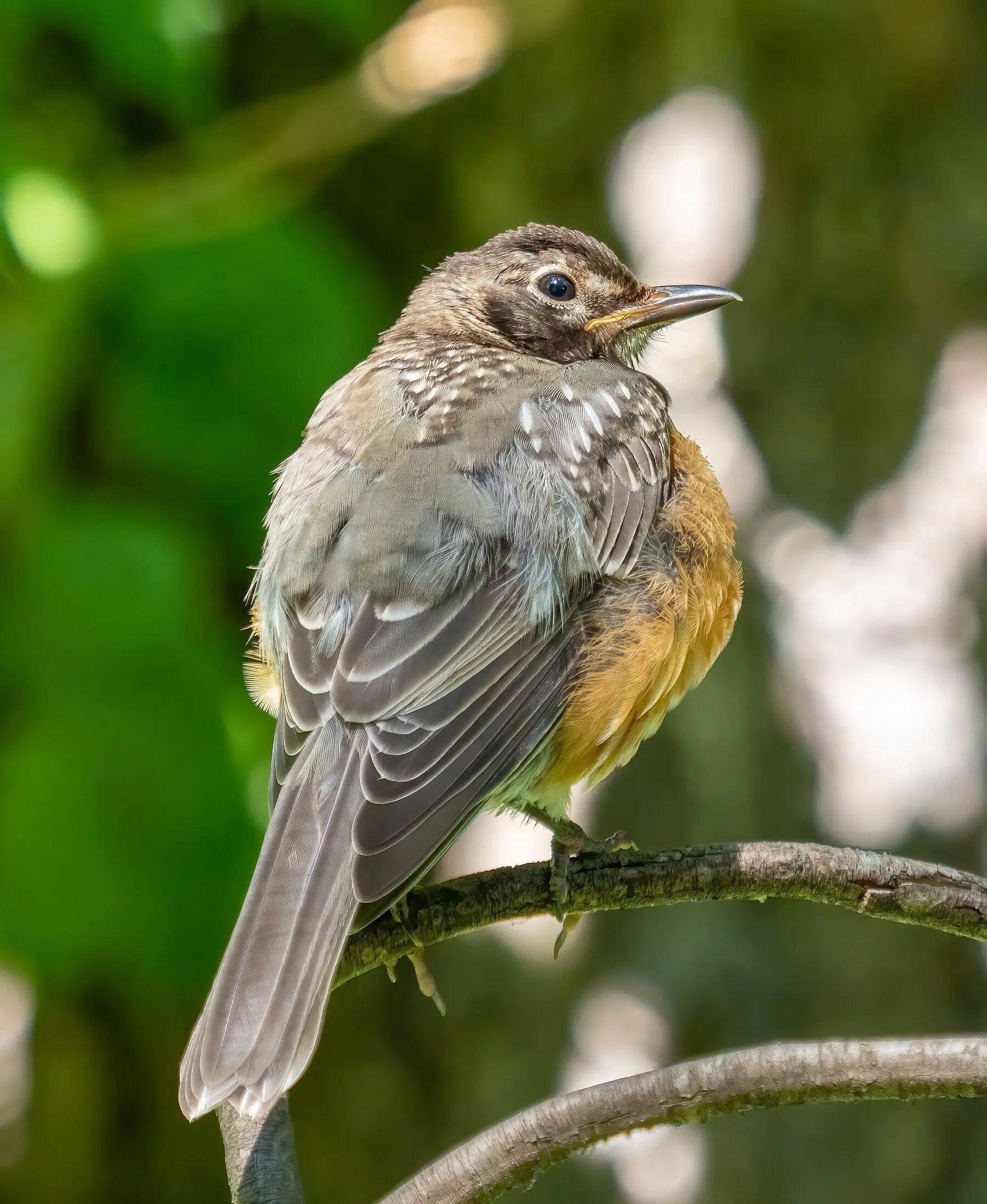 An American robin foraging in a garden