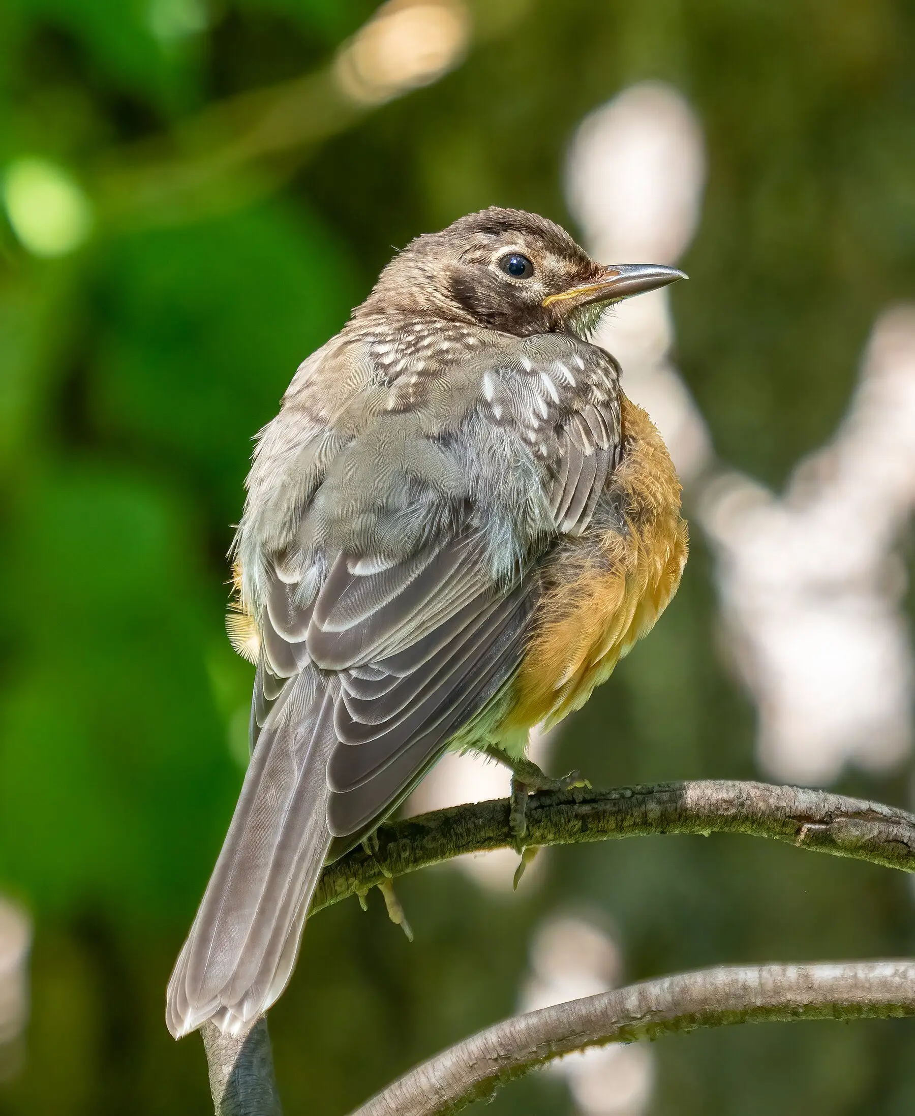 A juvenile American robin, still spotted on the breast, perched on a thin branch