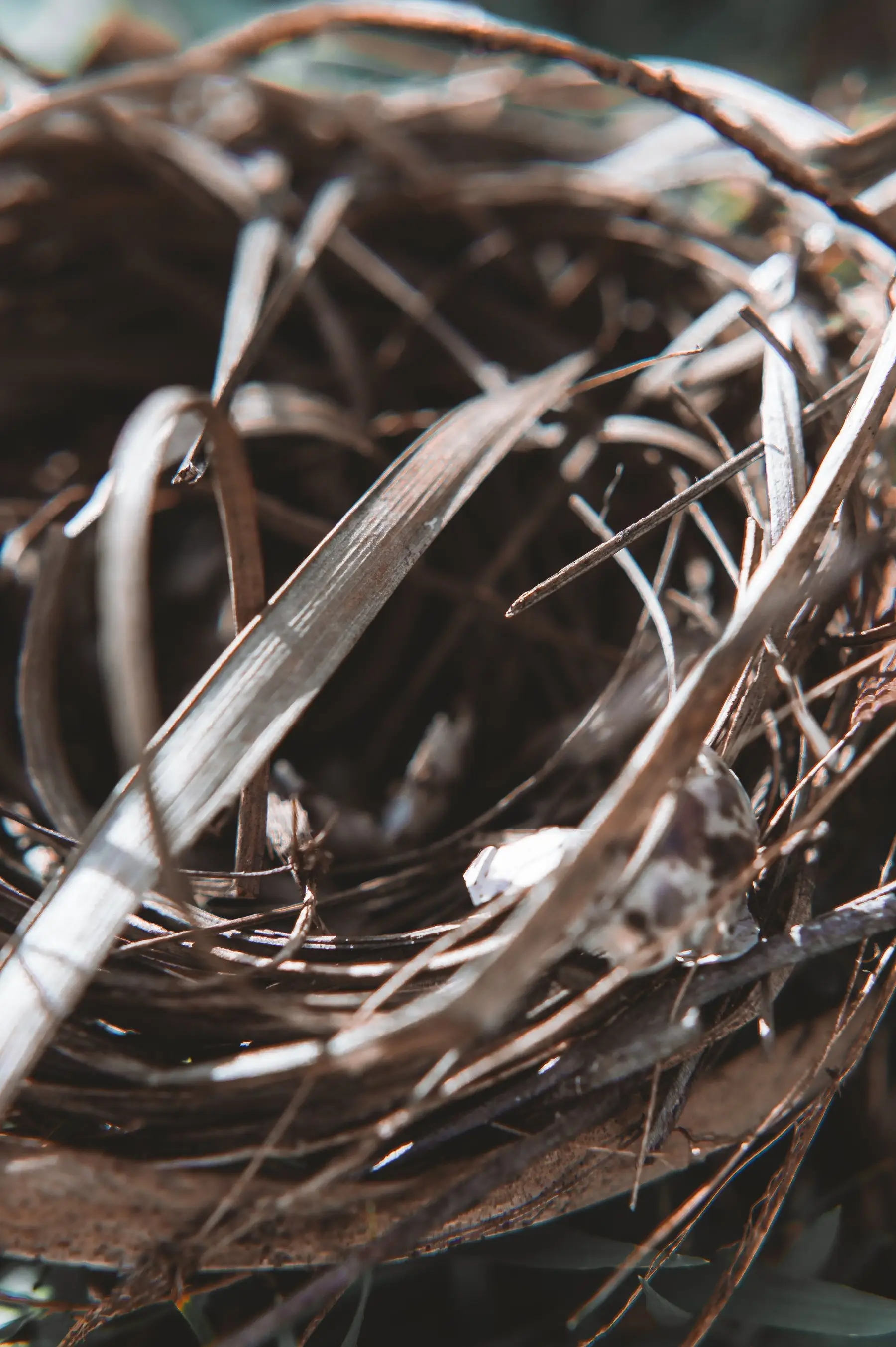 An empty cup nest of twigs and grass wedged among bare branches