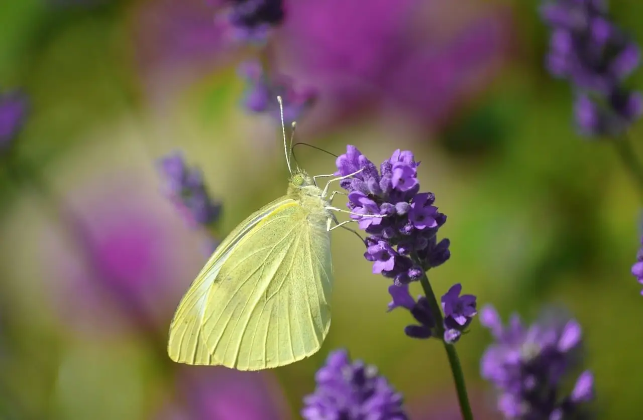 A pale butterfly feeding on a lavender flower spike