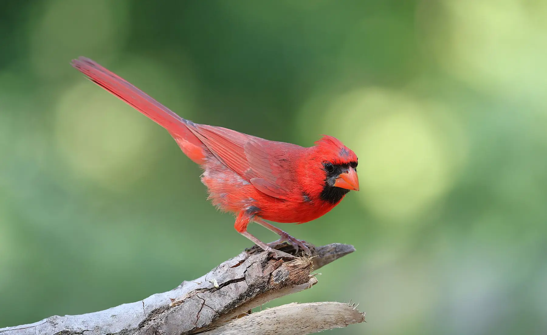 A male northern cardinal in full red plumage perched on a broken branch