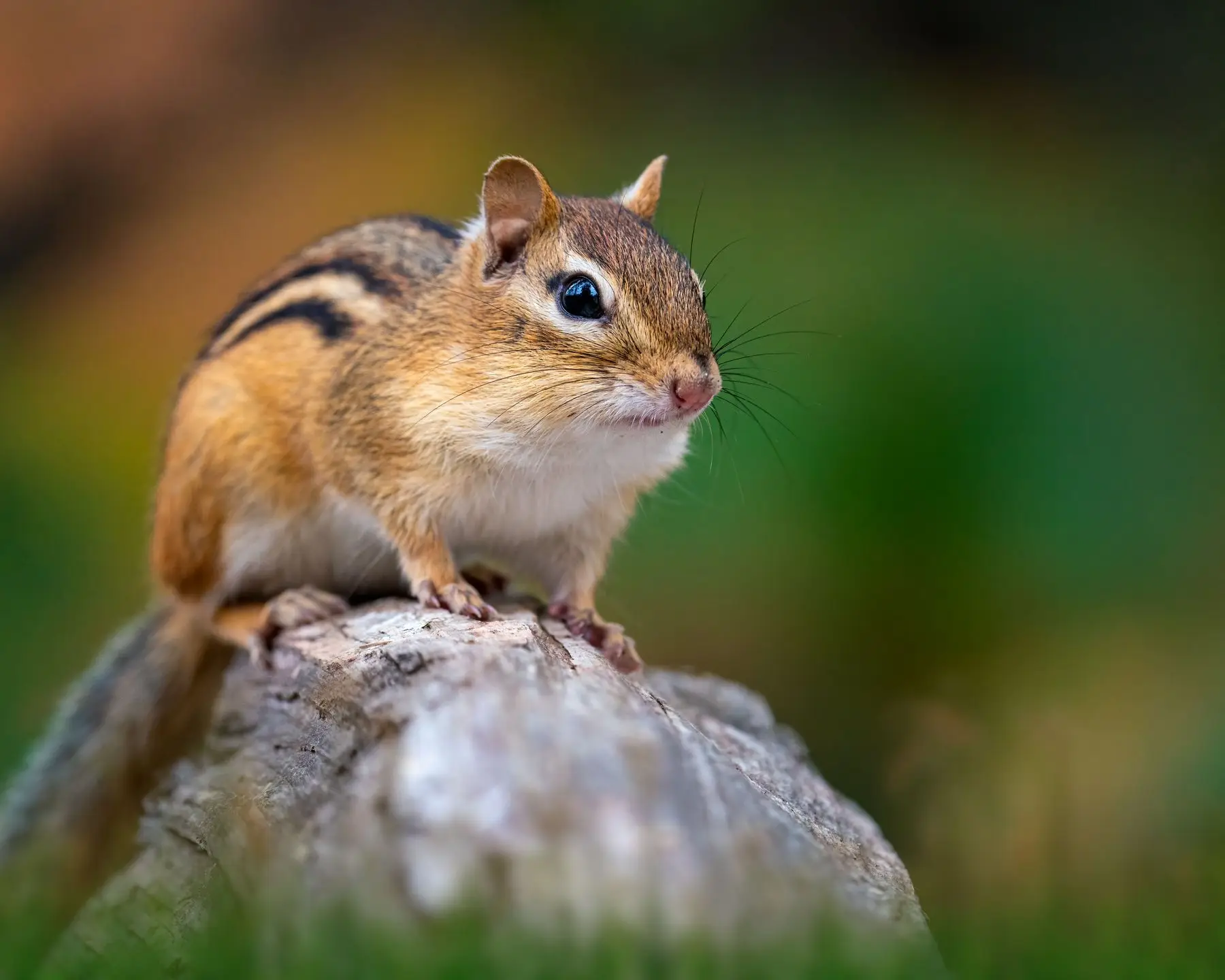 An eastern chipmunk in profile on a log, its flat thin tail laid out behind it
