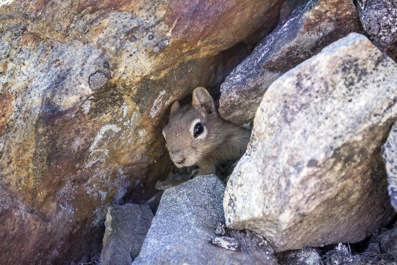 A chipmunk looking out from a gap between large rocks at ground level
