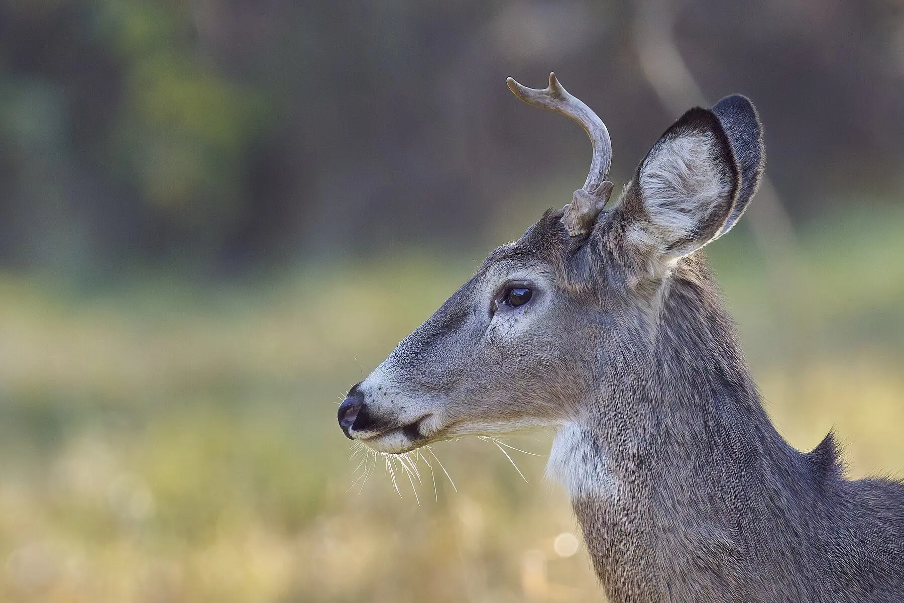 A white-tailed buck standing alert in open ground
