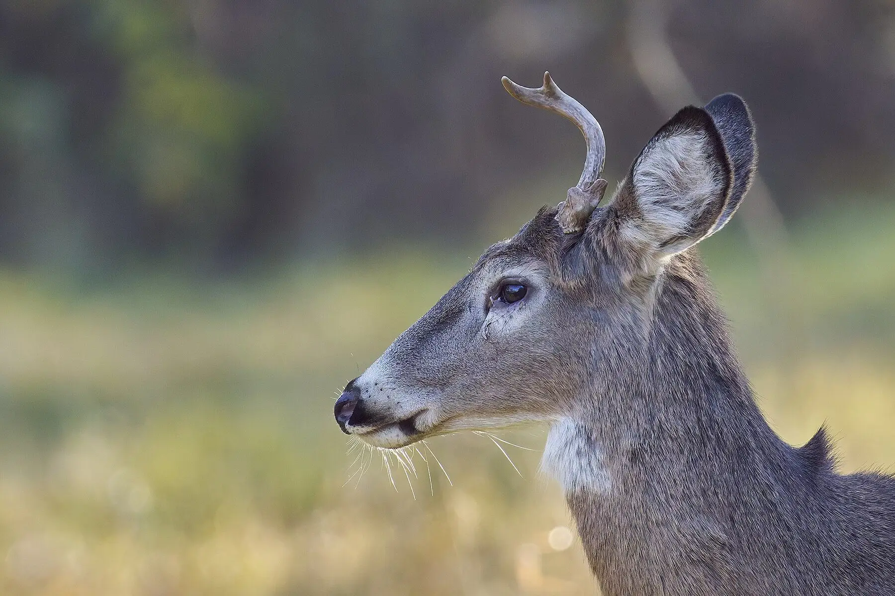 A white-tailed buck standing alert in open ground