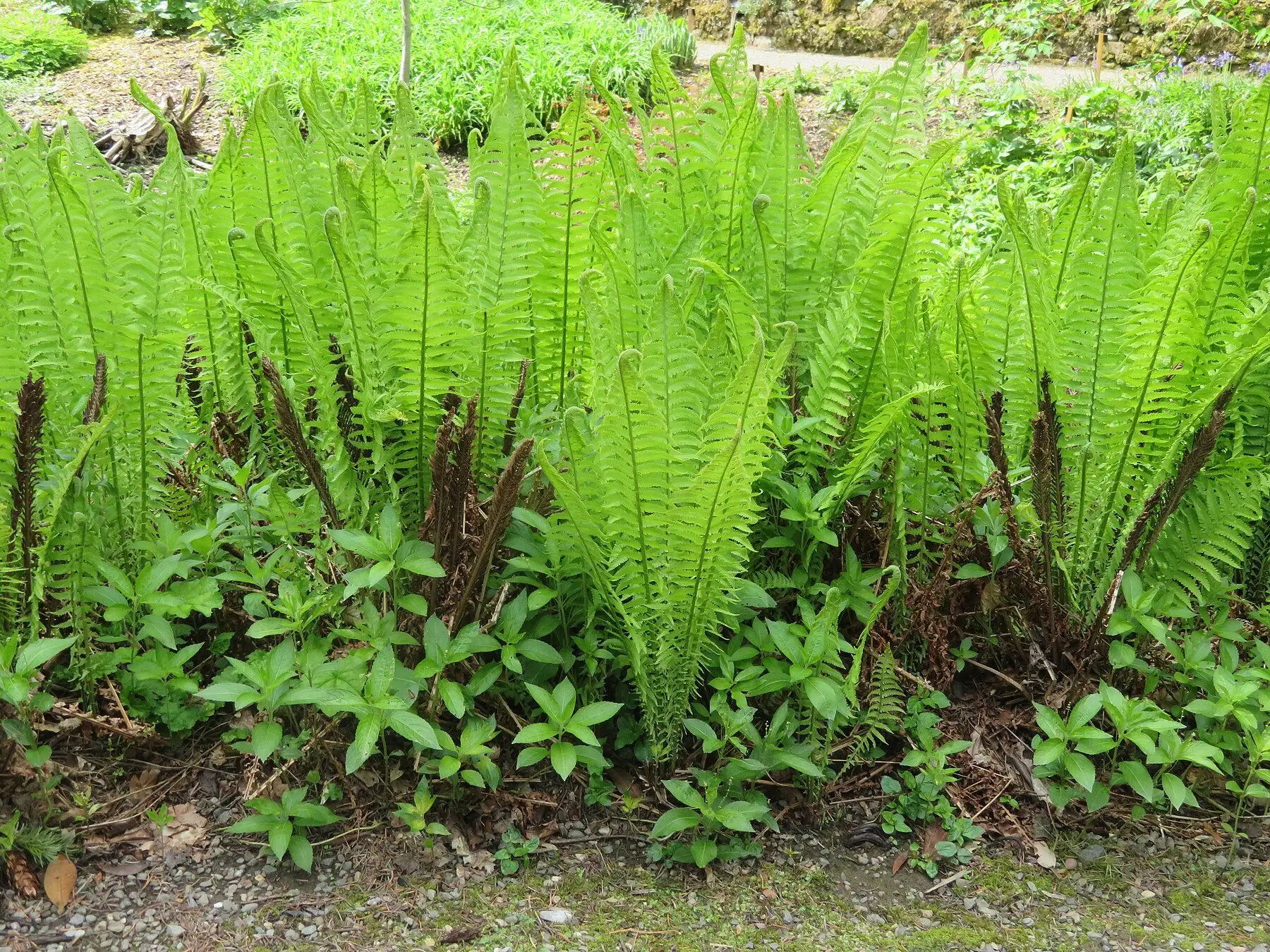 A dense stand of bright green ostrich ferns in shuttlecock form along the edge of a garden bed