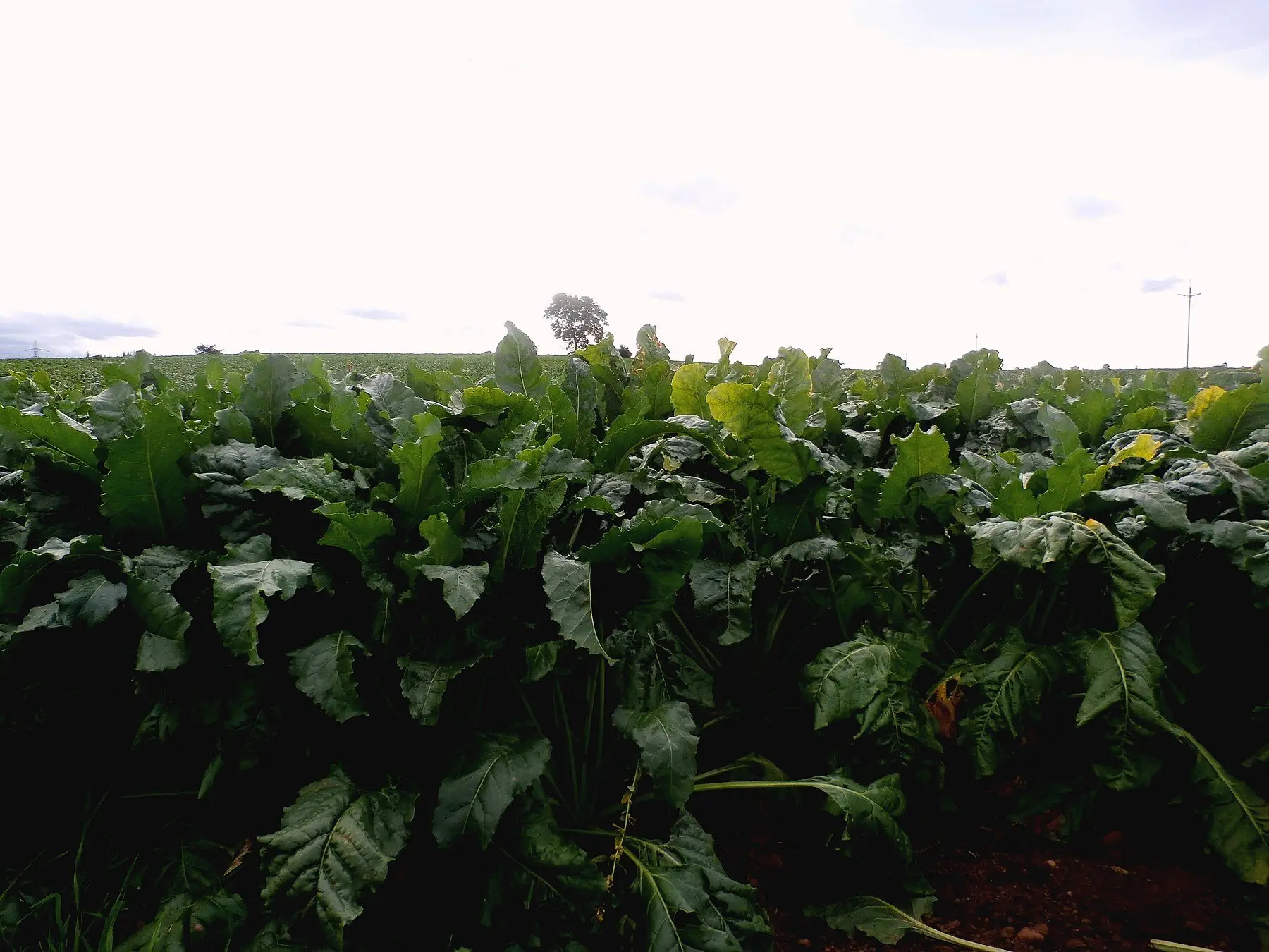 A dense field of forage turnips in full leaf under an overcast sky