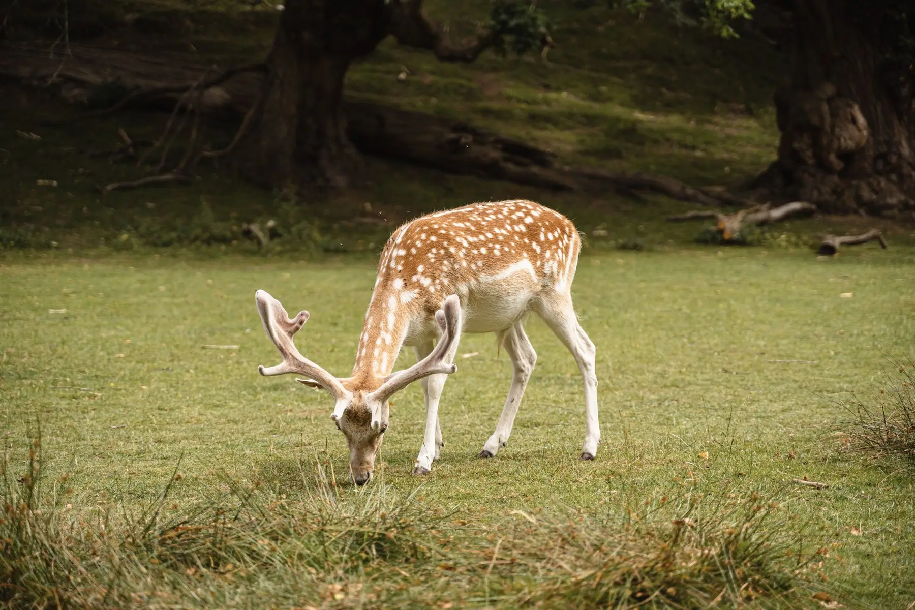 A fallow deer buck grazing on open grass in full daylight