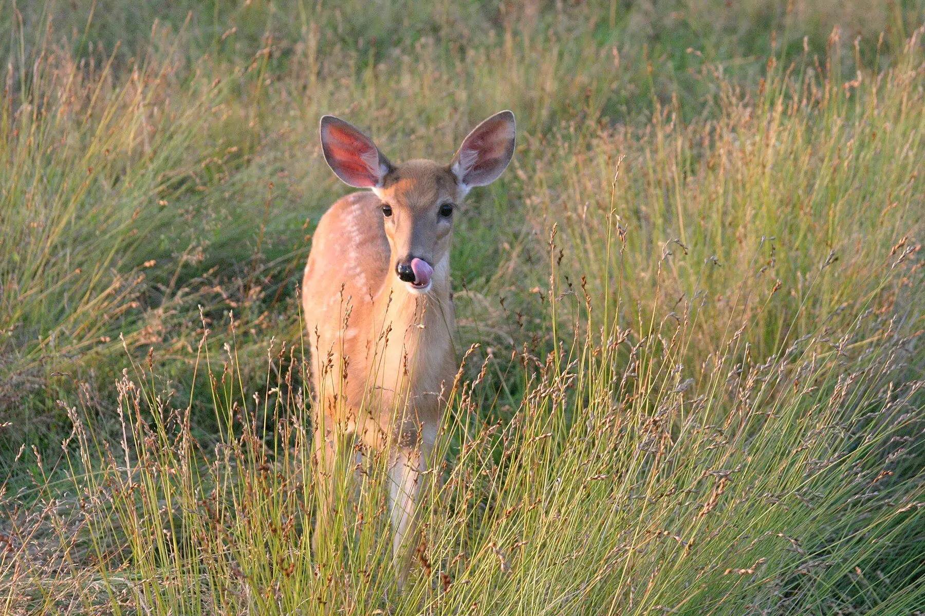 A young white-tailed deer standing in tall summer grass, ears forward