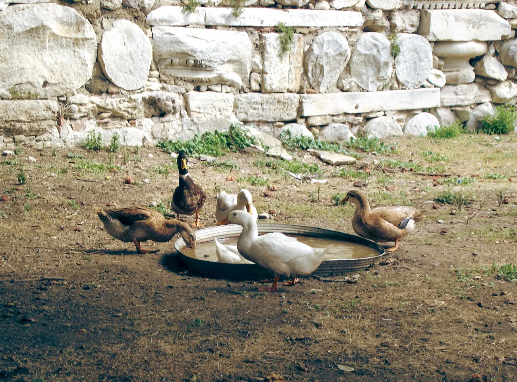 Five domestic ducks gathered around a shallow metal tub of water on bare ground