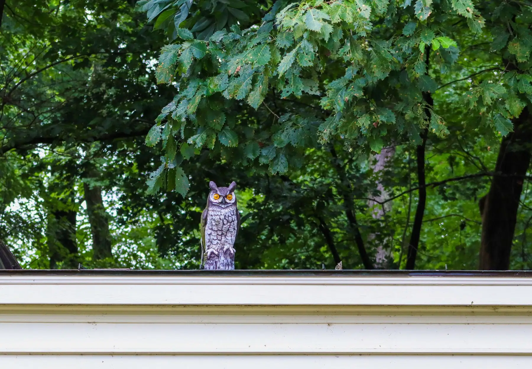 A plastic decoy owl standing on a house roofline, with a small bird perched unconcerned a few feet away along the same gutter