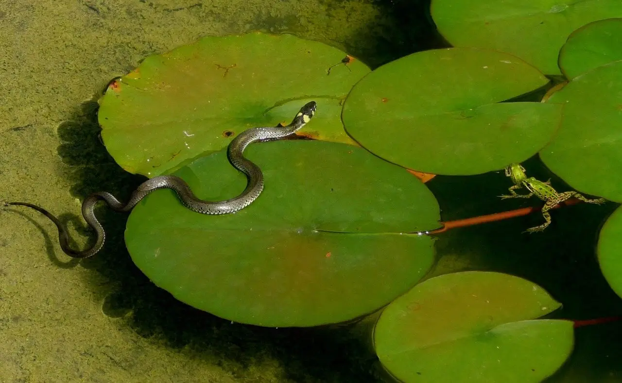 A grass snake crossing lily pads on a pond with a green frog watching from the next leaf