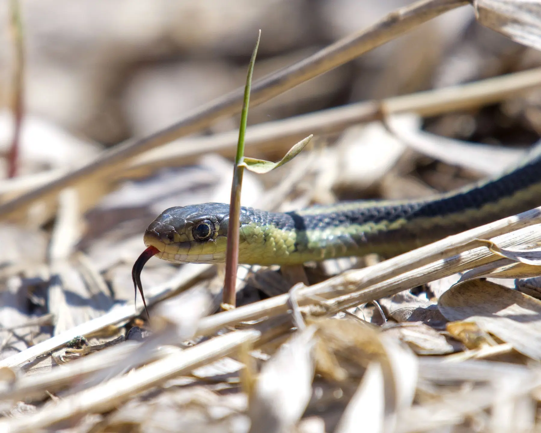 A slender striped garter snake tongue-flicking among dry grass stems