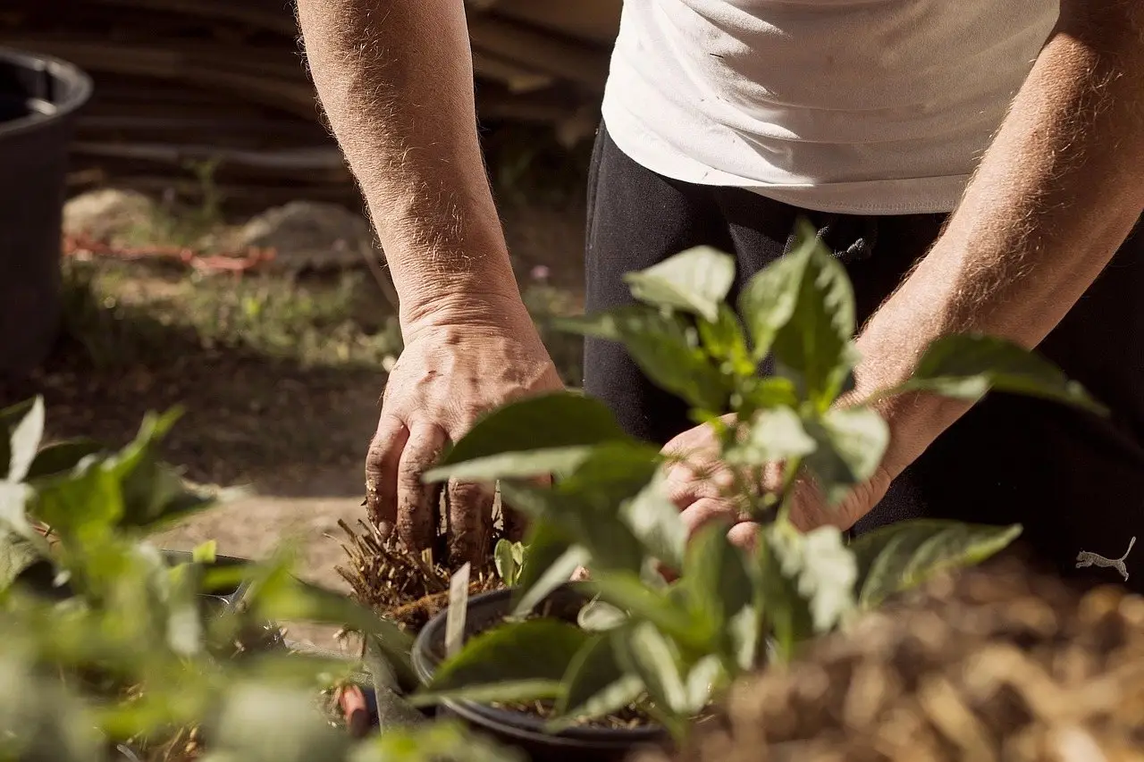 A pair of hands firming soil around a young plant in a bed