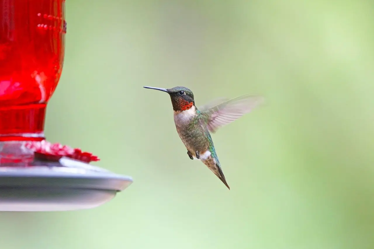 A male ruby-throated hummingbird approaching a red garden nectar feeder