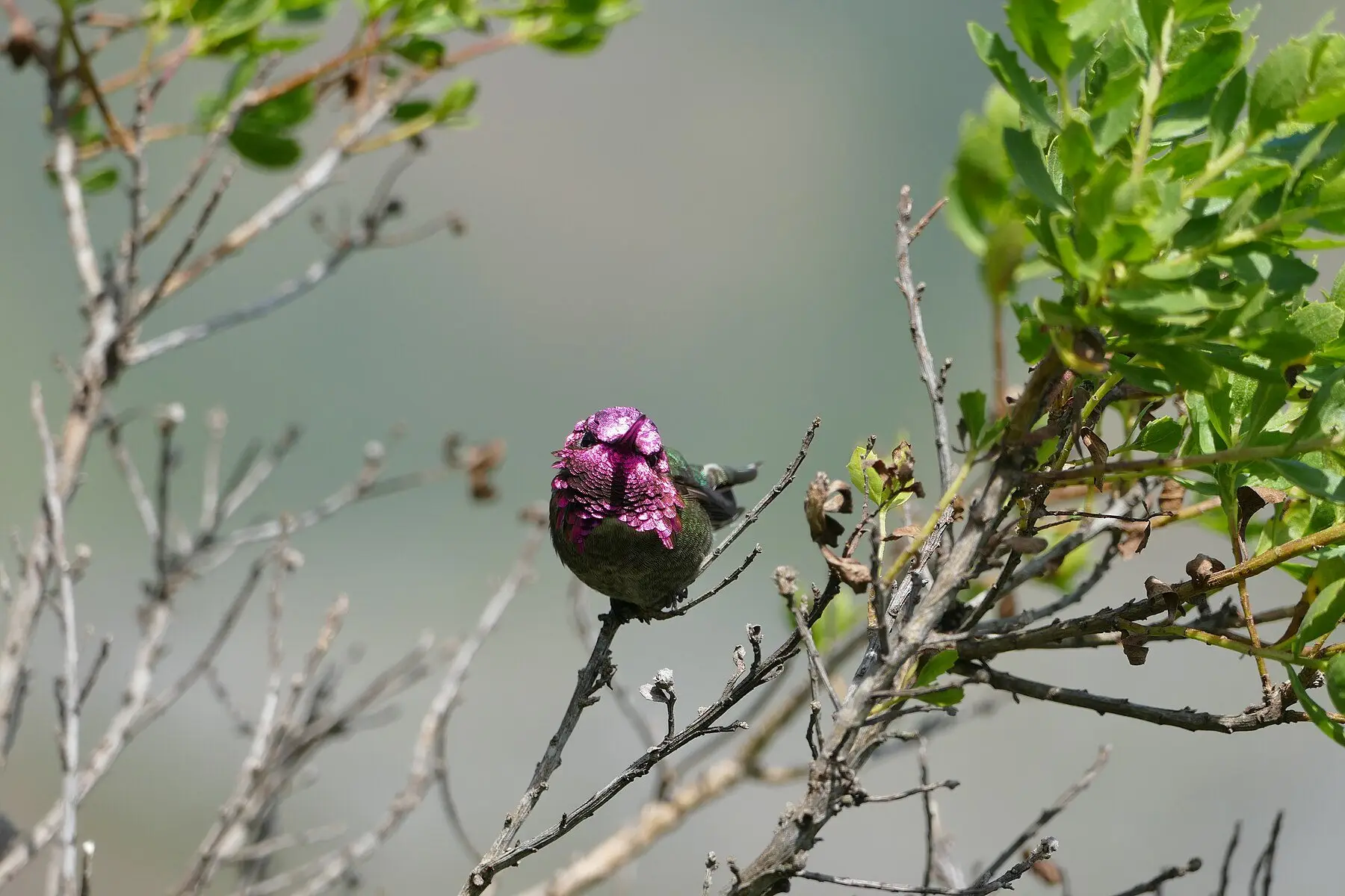 A male Anna's hummingbird perched on a bare twig, magenta throat flared toward the camera