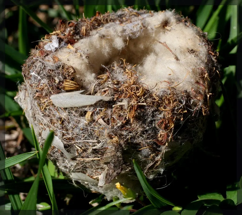 A hummingbird's tiny open cup nest of plant down and spider silk, resting in grass