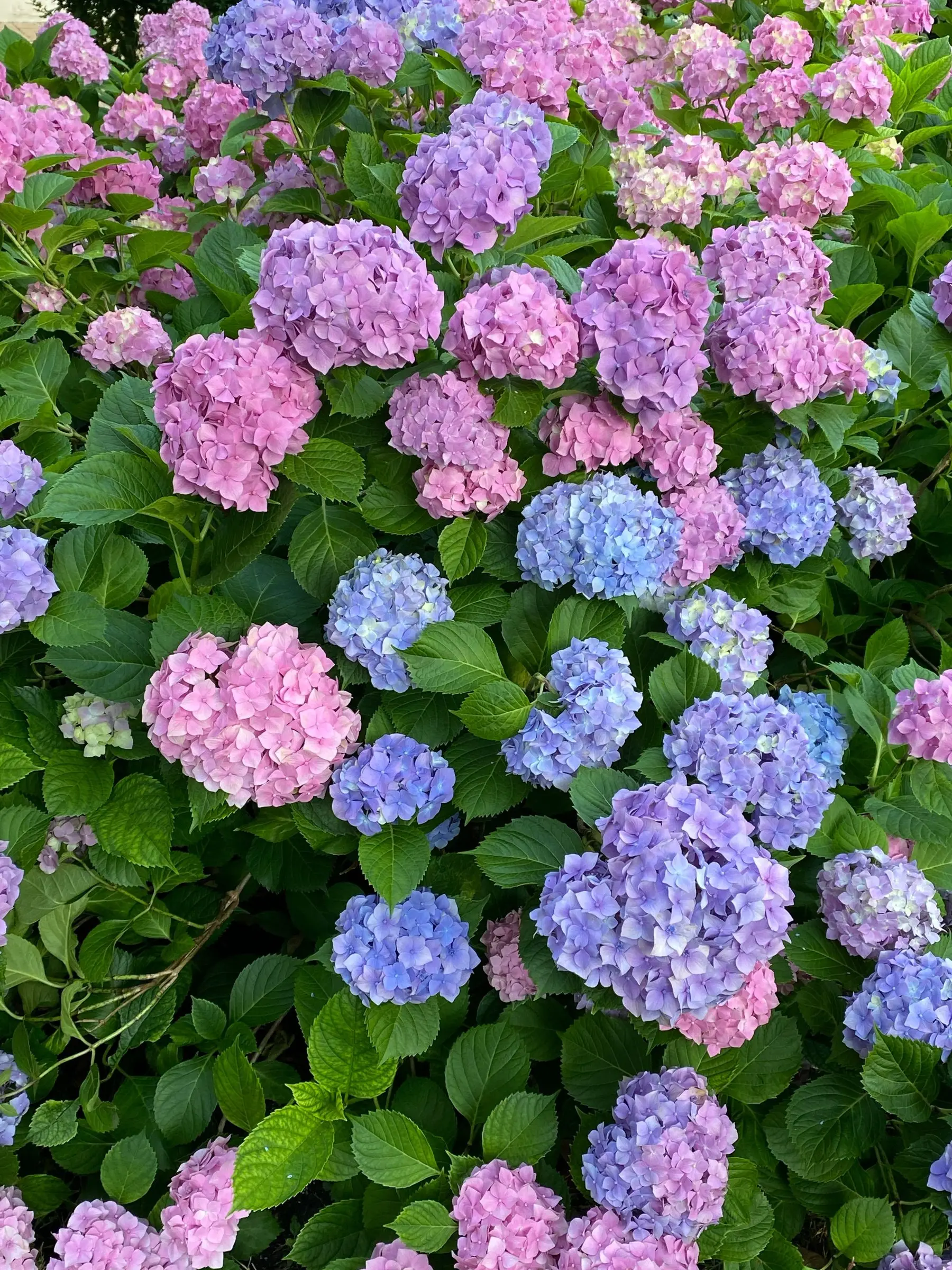 Pink, mauve and blue mophead hydrangea flowers on the same planting